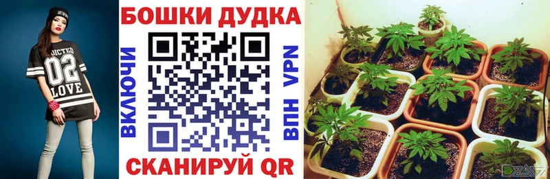 Купить  Лиски  Канабис план 